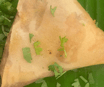 Fish Samosa
